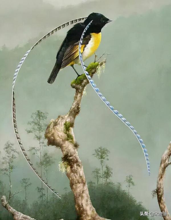 天堂鳥的美麗傳說