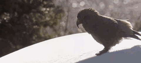 惹惱牧民的大鸚鵡：啄羊鸚鵡是如何從高山精靈，淪為啄羊惡棍的？