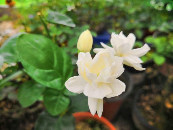 茉莉黃葉落葉怎麼辦?教你輕鬆養茉莉,重新繁茂 茉莉黃葉落葉怎麼辦?教你輕鬆養茉莉,重新繁茂