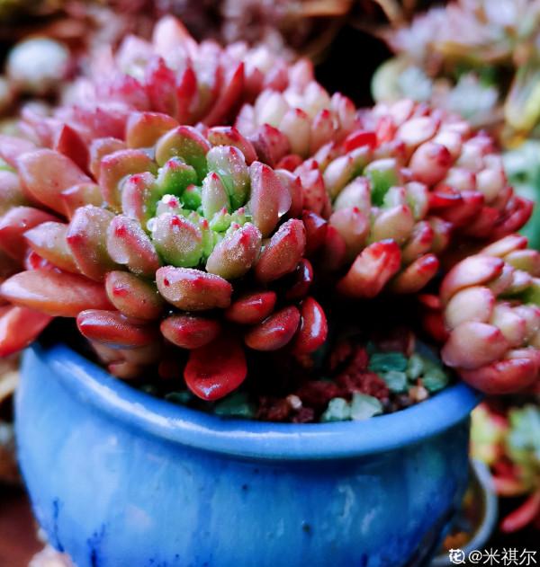 人氣超高的多肉，養過了，才知道為啥迷人