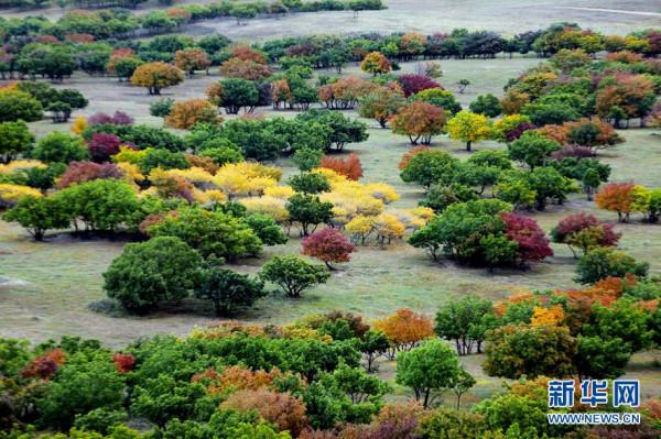 金秋十月“楓”景如畫 金秋十月“楓”景如畫