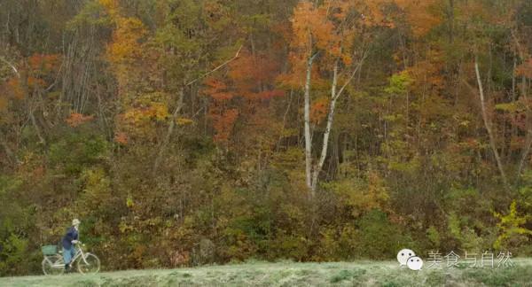 走進小森林之秋季篇