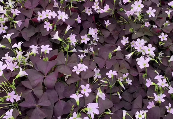 需求量大的花鏡植物，快來圍觀