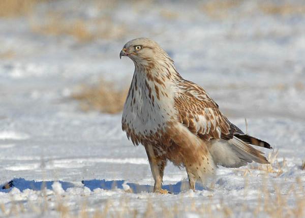 許多朋友對鷹和雕還有隼都傻傻分不清，它們之間有什麼不同呢？
