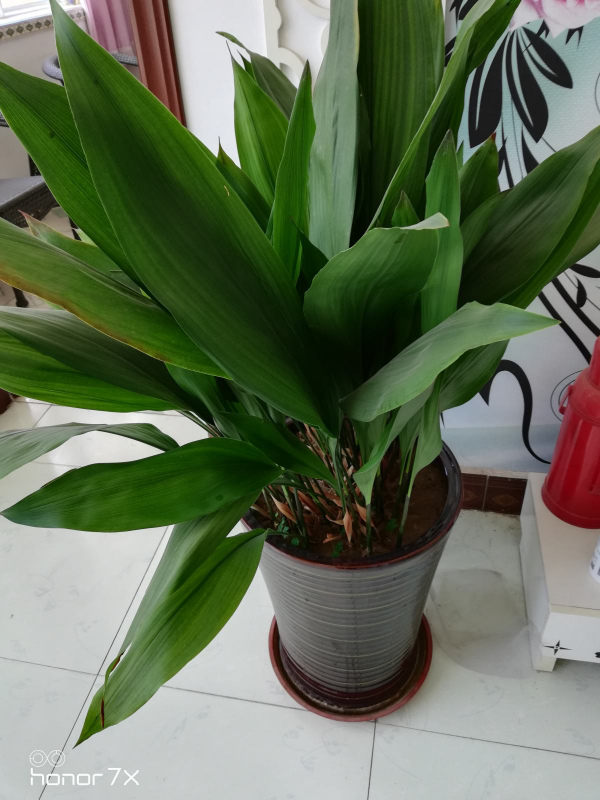 睡眠總不好，試著臥室放盆花，還能淨化空氣