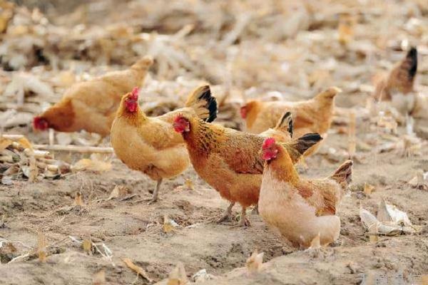 買飼料雞回來養多久才好吃，買飼料雞回來土養行嗎