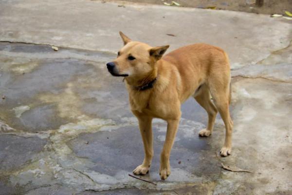 尋訪秦嶺將臺子，山腰碰到一個隧道，與《千與千尋》中的高度相似