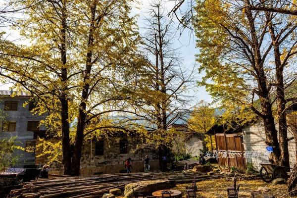 這裡才是銀杏的海洋，2021年廣西銀杏觀賞全攻略