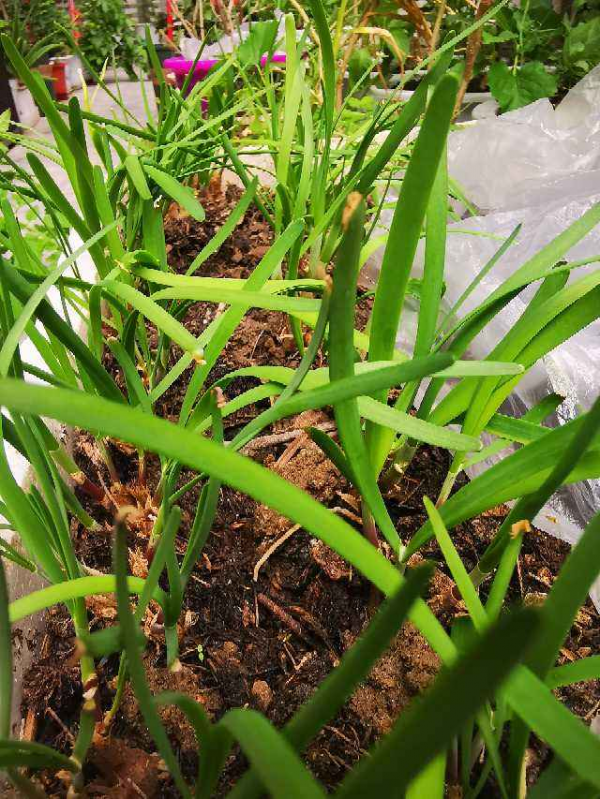 這窮裝的院子絕了,就花了100塊錢,有花有菜四季生機滿園 這窮裝的院子絕了,就花了100塊錢,有花有菜四季生機滿園