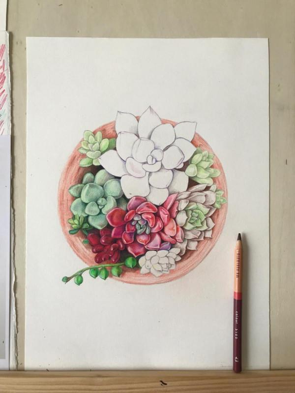 多肉植物彩鉛畫全過程(1-1) 多肉植物彩鉛畫全過程(1-1)