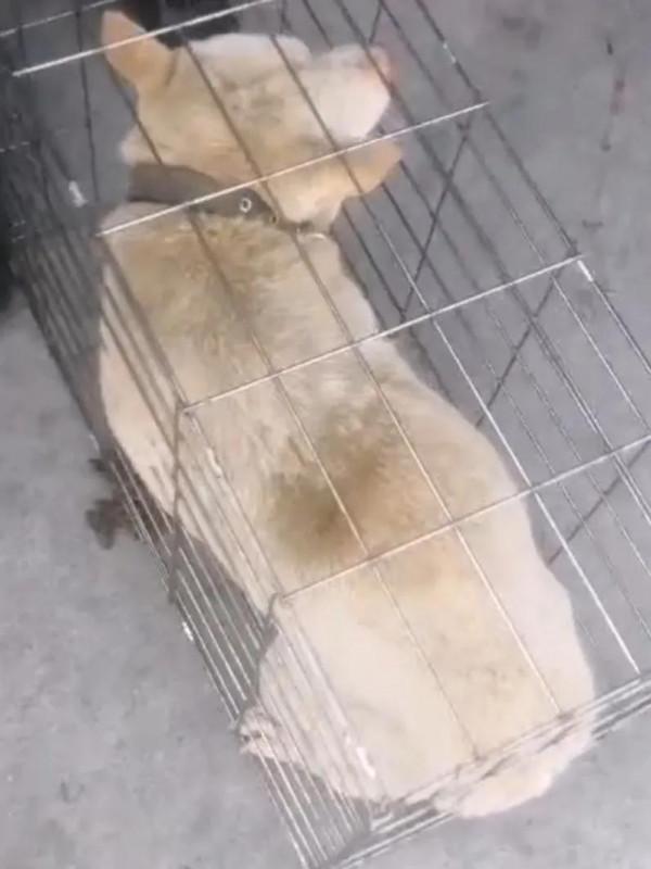 救下一隻絕版土獵狗,避免了上到人們的餐桌 救下一隻絕版土獵狗,避免了上到人們的餐桌