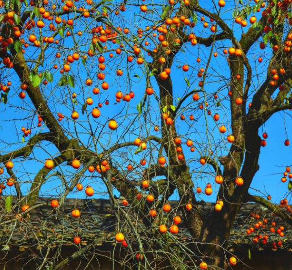 在浙江深處，有一個江南秘境，與世半隔絕中，獨特油畫景色醉人