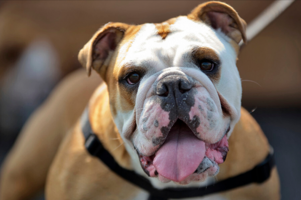 英國鬥牛犬拉稀怎麼辦？