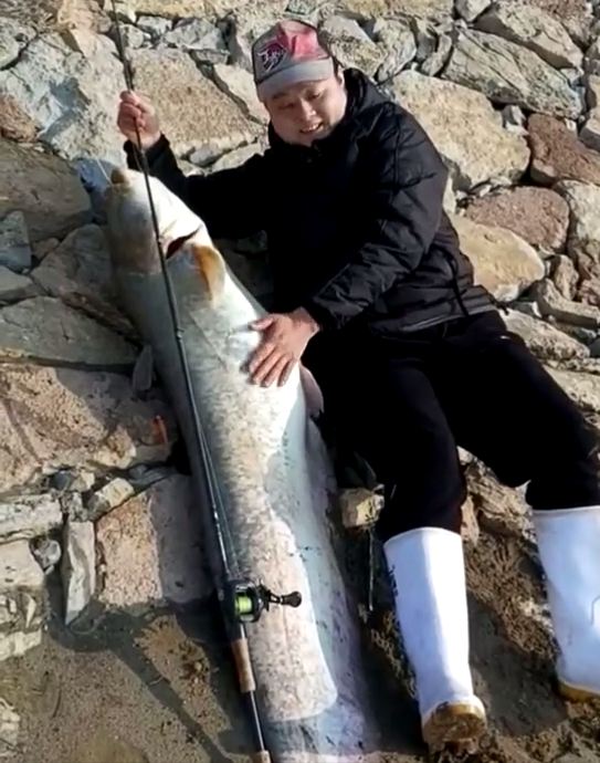 3斤的黃辣丁，一米六的鯰魚王，釣友頻繁釣上大魚，禁漁的功勞？
