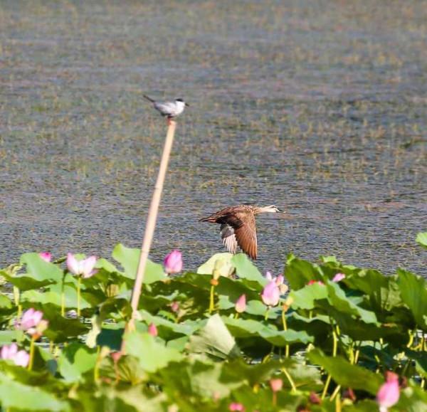 斑嘴鴨：中國家鴨祖先之一