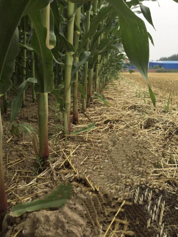 4次國審，抗病抗倒，高產效能突出，東單1331適合16省市區種植