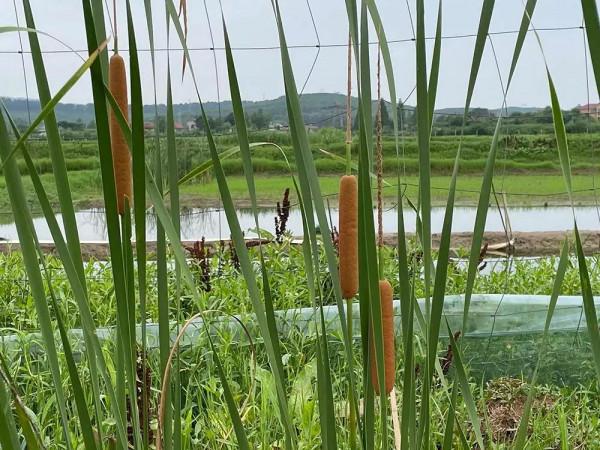 生長在農村河邊的“香腸”,曾是農村娃的玩具,卻不知它價值很高 生長在農村河邊的“香腸”,曾是農村娃的玩具,卻不知它價值很高