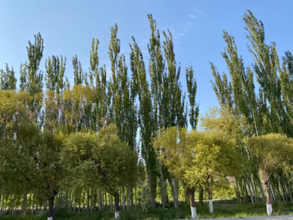 敦煌之行:我將心中部分潮溼陰冷換成了大漠黃沙 敦煌之行:我將心中部分潮溼陰冷換成了大漠黃沙