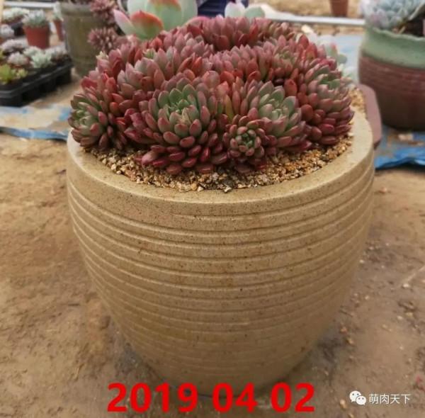 8年紅寶石--成長記錄