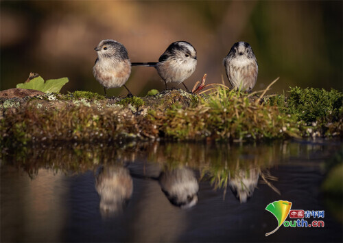 攝影師抓拍鳥獸“照鏡”瞬間 平靜湖面彰顯對稱之美 攝影師抓拍鳥獸“照鏡”瞬間 平靜湖面彰顯對稱之美