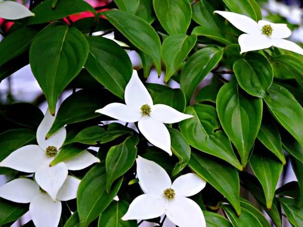 四照花～春有亮葉，夏花如蝶，秋有紅葉紅果，極具觀賞價值