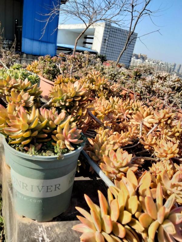 我的多肉在冬天也萌萌的