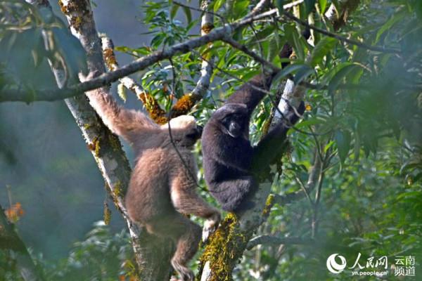 “願千山長青 猿聲長鳴”——他們與自然和諧共生 “願千山長青 猿聲長鳴”——他們與自然和諧共生