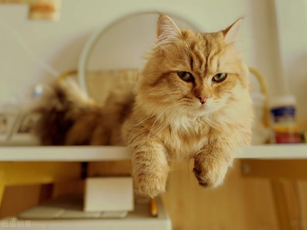 養貓經驗:貓咪肚裡有毛球怎麼辦 養貓經驗:貓咪肚裡有毛球怎麼辦