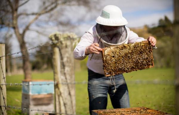1957年，巴西實驗室26只殺人蜂出逃，40年發展上億隻席捲美國