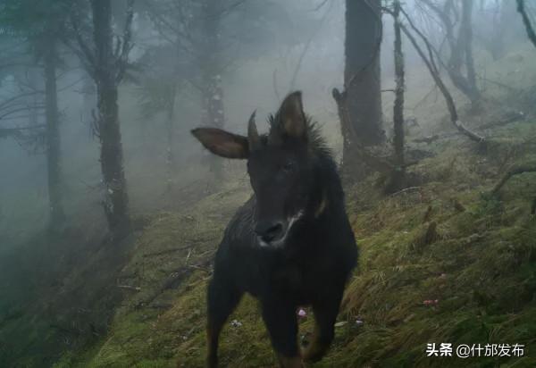 金絲猴、羚牛、勺雞、中華鬣羚,這些寶貝都來咱什邡當網紅了! 金絲猴、羚牛、勺雞、中華鬣羚,這些寶貝都來咱什邡當網紅了!