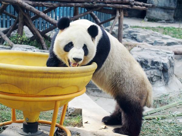 北京動物園大熊貓坐浴缸賣萌逗笑遊客 北京動物園大熊貓坐浴缸賣萌逗笑遊客