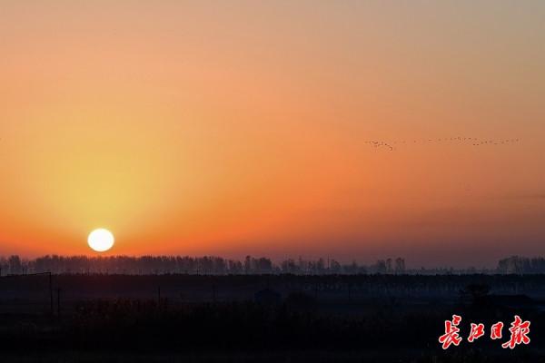 沉湖溼地萬鳥翱翔
