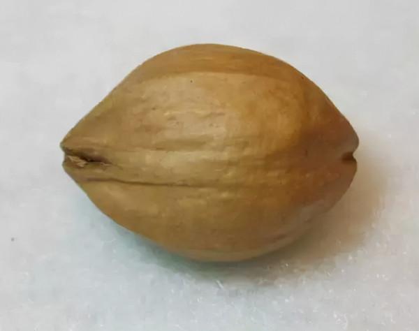 最珍貴的橄欖核 最珍貴的橄欖核