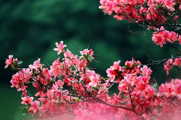 你在哪天出生，就是哪朵花，美到極致