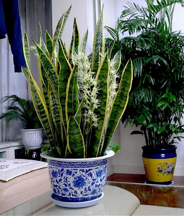 容易因多澆水而死的“18種花”，養不活都是由於手太勤