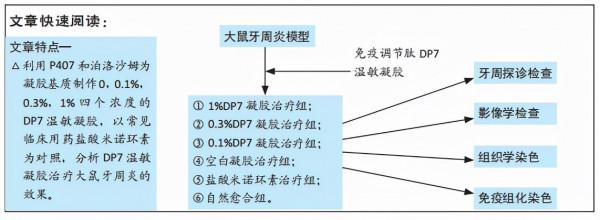 一種新型免疫調節肽溫敏凝膠治療大鼠牙周炎
