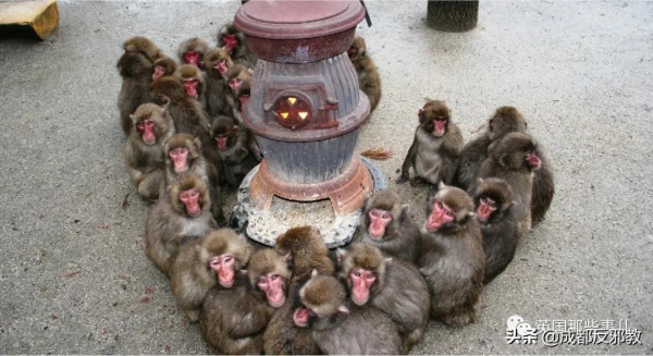 日本出現70年來首個母猴王，擊敗公猴王當上霸主！