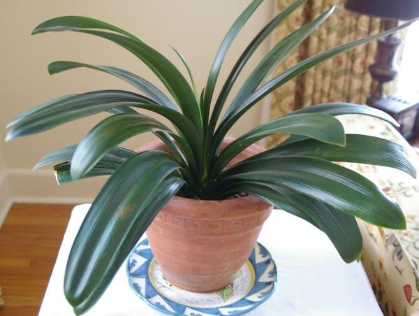 冬季養君子蘭、牡丹該注意什麼？注意把握細節，它們好看又好活