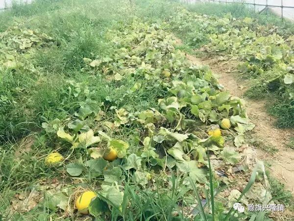 陪爺爺看瓜的日子，如今想起來是多麼美好