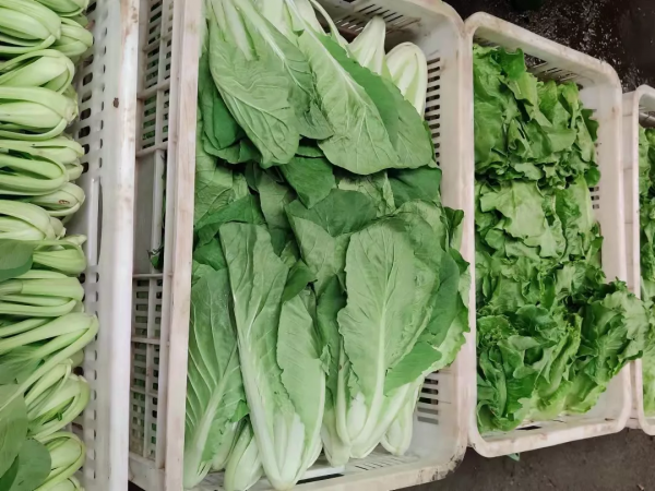 蔬菜價格持續飄紅，部分價格猛漲，菠菜價格再衝高位