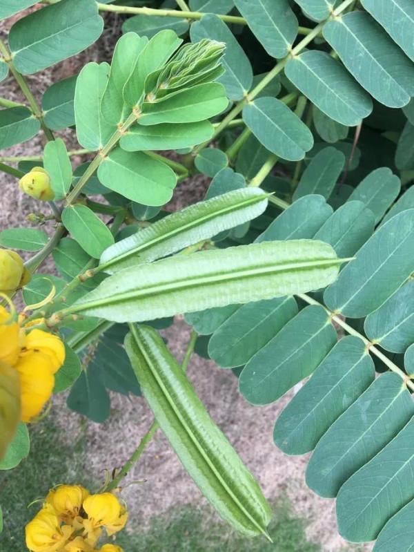 翅莢決明～翩翩狹翅欲飛翔，花朵芬芳且美豔