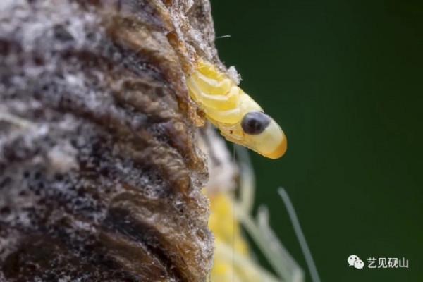 微距攝影師帶你走進沒見過的蟲蟲隱秘世界