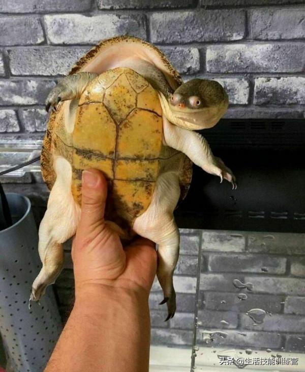 超治癒，50張可愛的寵物抓拍照片