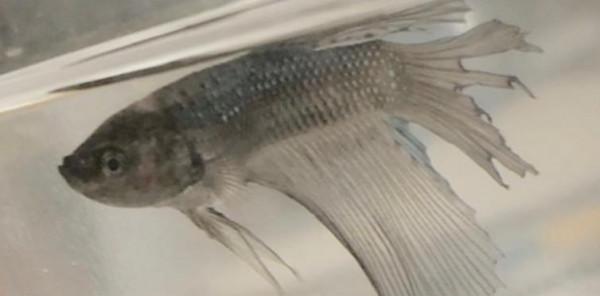 外國妹子救回一條顏色慘白的瀕死鬥魚，兩週後，奇蹟發生