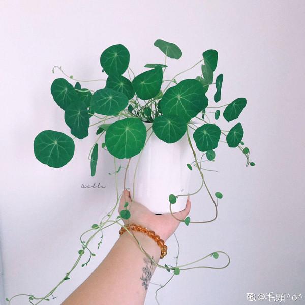 家裡養盆“窗簾花”，掛起來更有意境，活脫脫“植物窗簾”