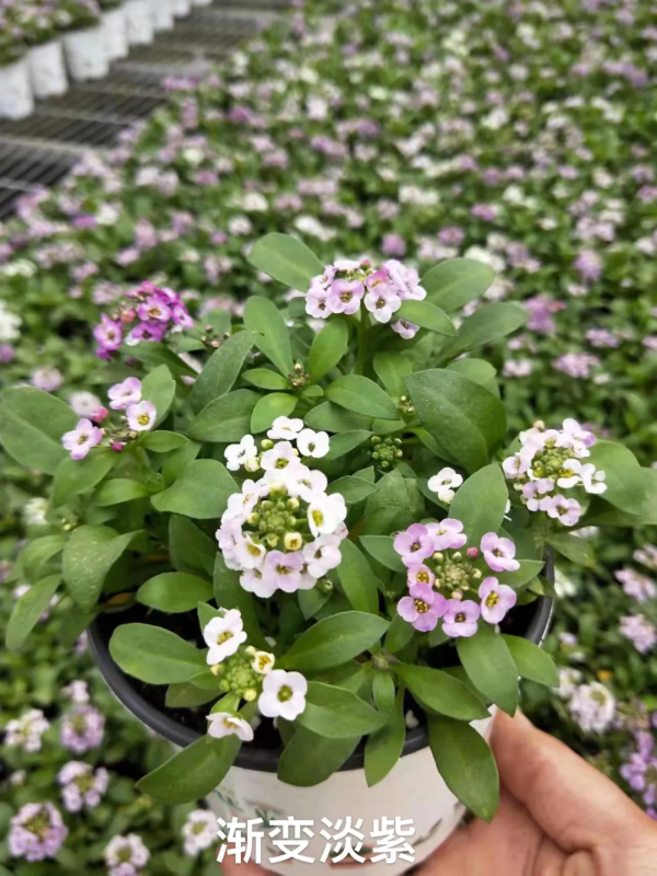 每年都搶著買的香雪球，種在花園裡引人駐足，流連忘返