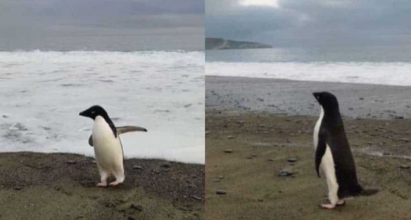 企鵝迷路到3000公里外紐西蘭 當地居民:原路游回去 企鵝迷路到3000公里外紐西蘭 當地居民:原路游回去