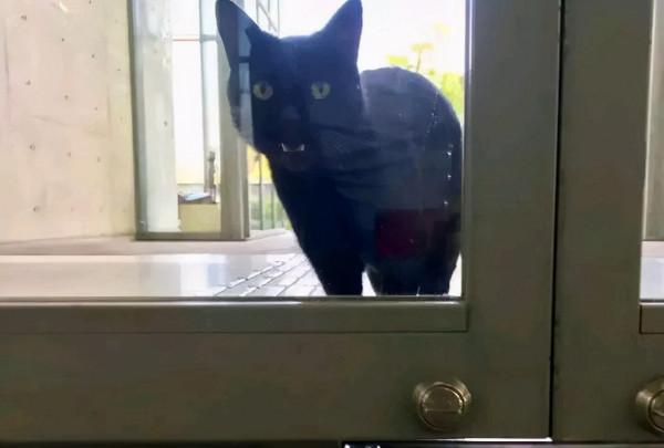 保安連續4年被貓騷擾，本以為是想求收養，瞭解意圖後被可愛到了