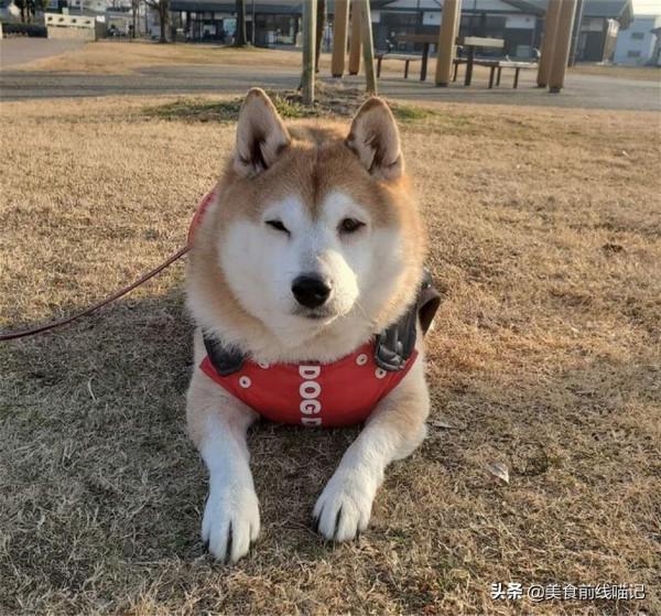 出門散步就裝死？日本柴犬喜歡四腳朝天躺在馬路上
