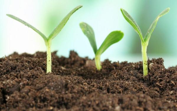 茄子、辣椒秧，什麼時候培育最佳？要根據民間的24節氣諺語嗎？